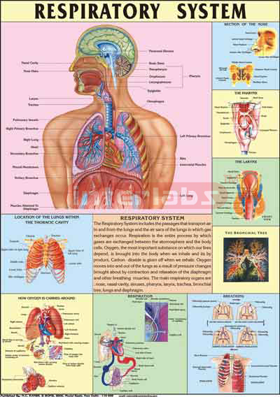 The Respiratory System